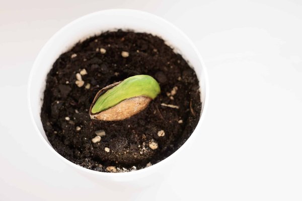 Plantez un noyau de mangue, et vous aurez un manguier à la maison !