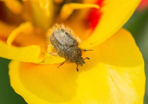 Structure de traitement des vrillettes : Nos 5 critères pour faire le bon choix