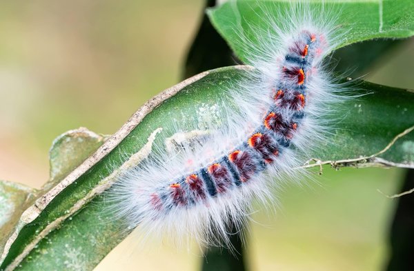 Chenilles processionnaires : traitez l'invasion avec des professionnels